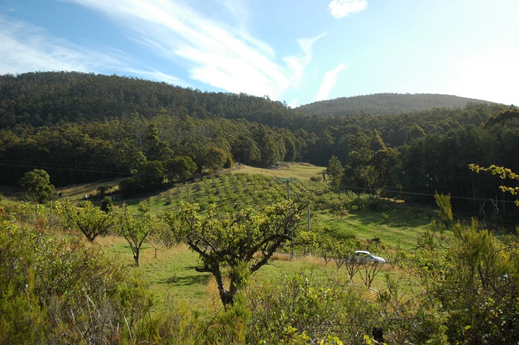 Looking west - heritage apple orchard and valley