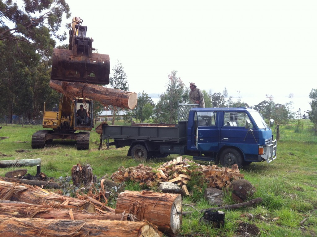 Easy does it: Steve and Josh loading the logs onto the truck to be taken away for milling